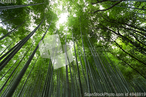 Image of Bamboo Groves