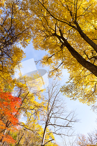 Image of Maple tree in autumn