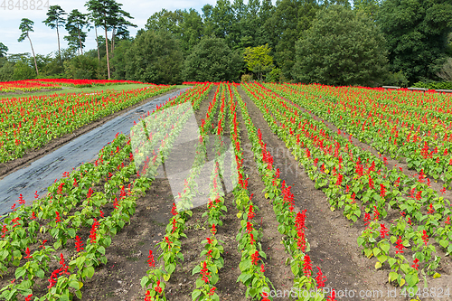 Image of Red Salvia flower field