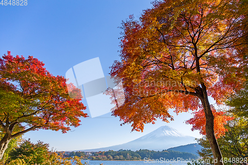 Image of Fuji Autumn