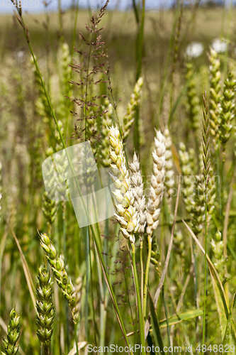 Image of white spikes of wheat