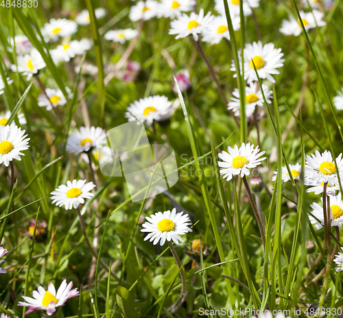 Image of Many white daisies
