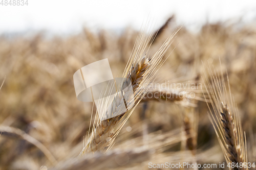 Image of harvest on field