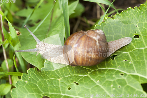 Image of one grape snail