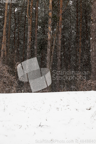 Image of forest in winter