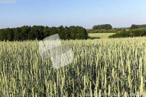 Image of field with cereals