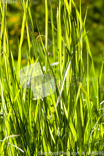 Image of fresh spring grass