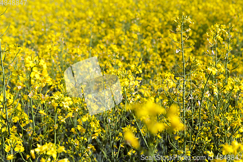 Image of Field with rape, summer