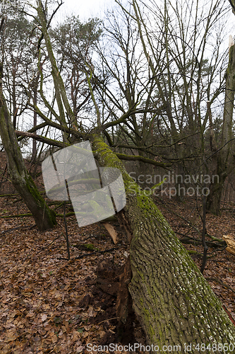 Image of Late autumn, forest