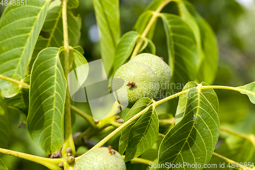 Image of fruit garden harvest