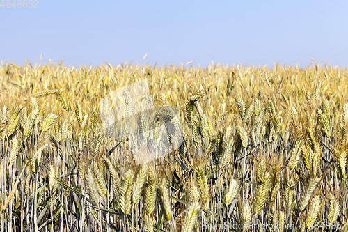 Image of field with rye