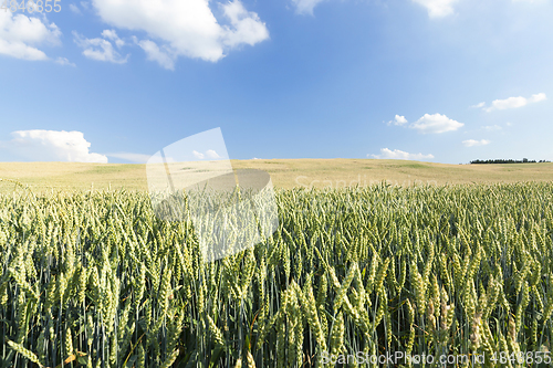 Image of green immature cereals