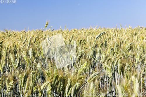 Image of agricultural field and blue sky