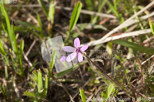 Image of only flower