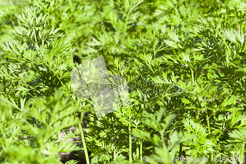 Image of green leaves of carrots