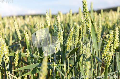 Image of field with cereals