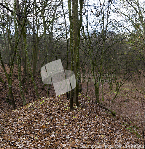 Image of Late autumn, forest