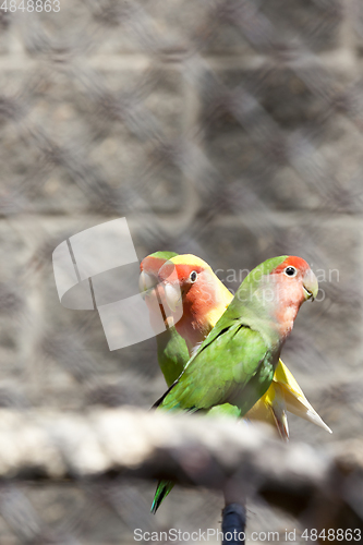 Image of three parrots