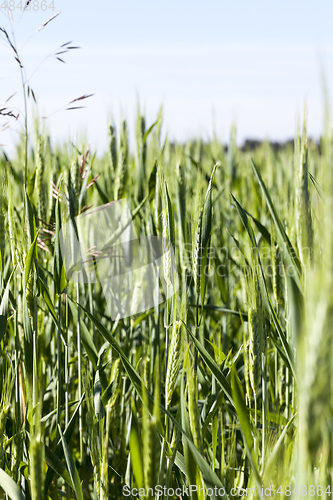 Image of agricultural field with green