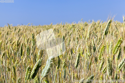 Image of immature yellowing wheat