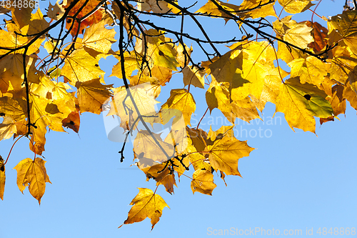 Image of trees in autumn, close-up