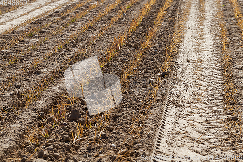 Image of yellow cereal sprouts of wheat