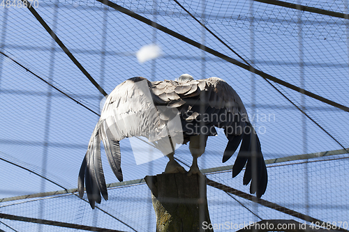 Image of eagle spread