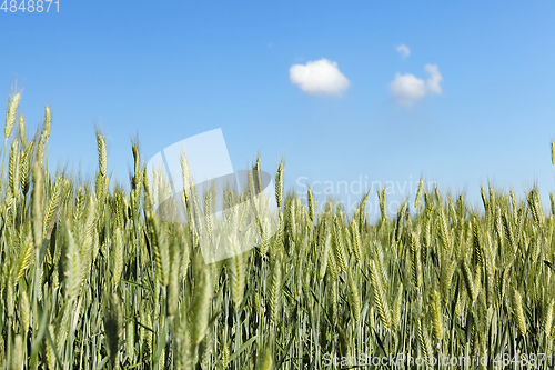 Image of Field with cereal