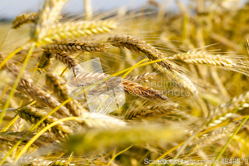 Image of harvest field