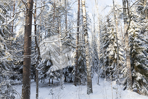 Image of Trees in winter