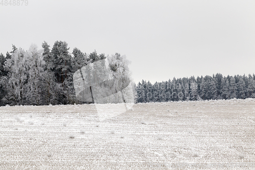 Image of Frost in the trees