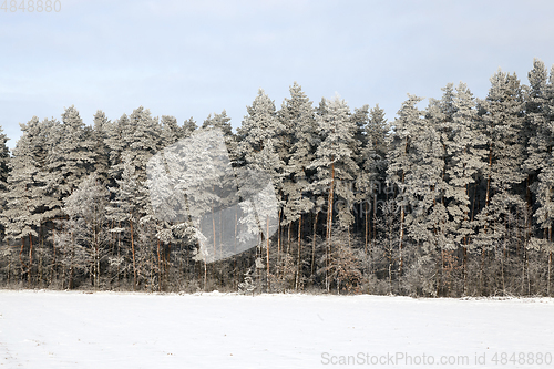 Image of Pine forest