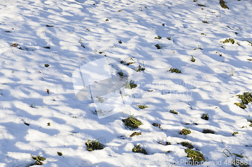 Image of snow covered grass