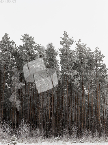 Image of Trees in winter