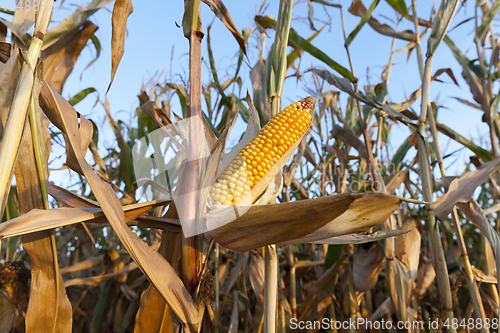 Image of field of ripe corn