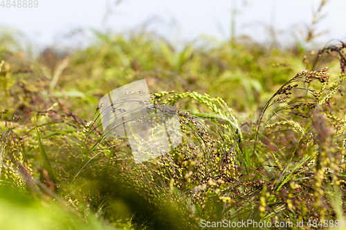 Image of agricultural field with green millet