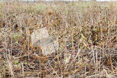 Image of yellow grass in autumn