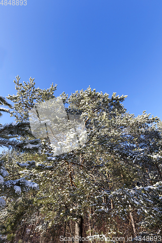 Image of pine forest frost winter