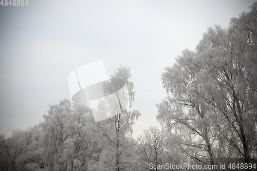 Image of Photographed winter forest