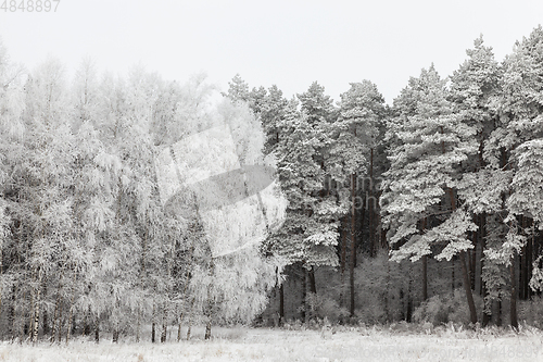 Image of Hoarfrost on trees