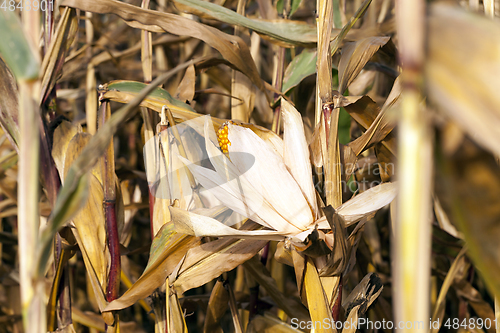 Image of agricultural field with dry corn