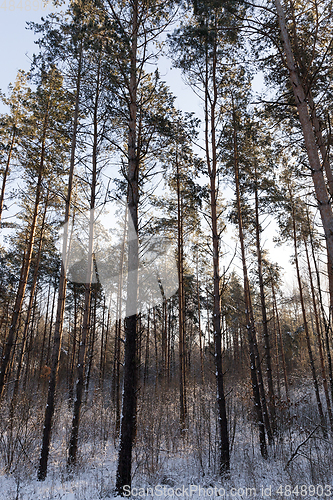 Image of pine forest