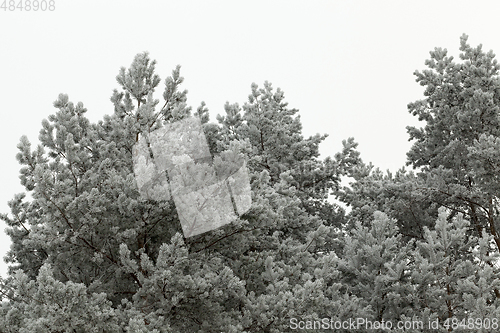 Image of tops of pines