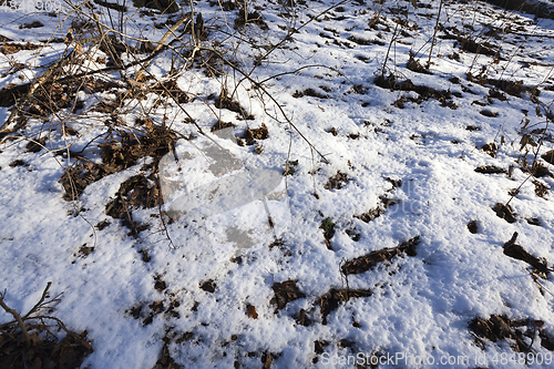 Image of forest in the winter season