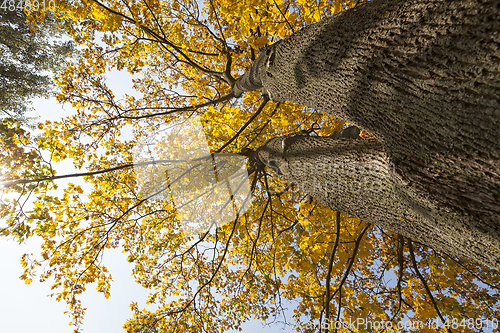 Image of Yellow maple foliage