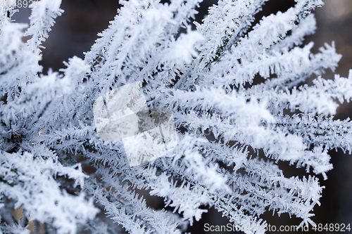 Image of Pine forest, close-up