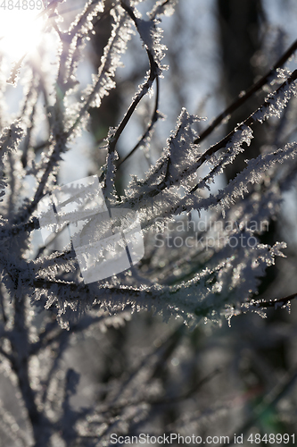 Image of branch of deciduous trees