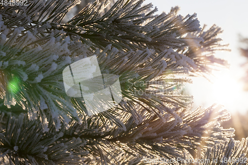 Image of Pines in the frost