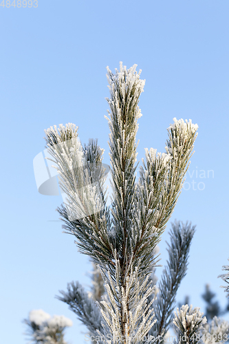 Image of Trees under frost