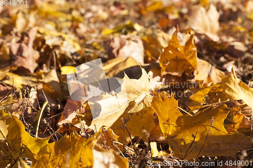 Image of Yellow foliage, autumn